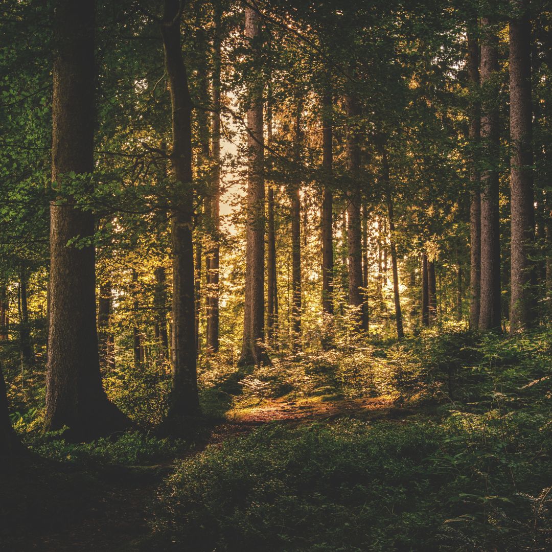Belgian Ardennes
