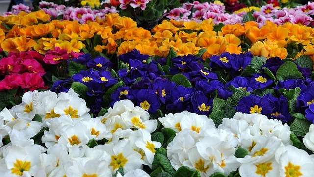 Flowers Flowers