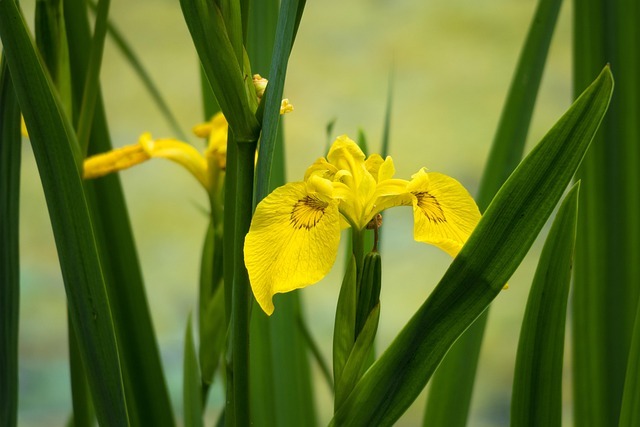 Iris flower Iris flower